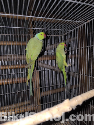 1 জোরা রিং নেট টিয়া